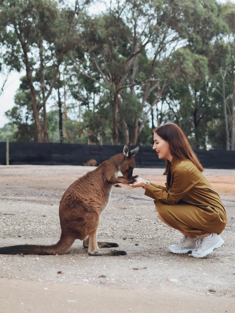 Traveler interacting with a kangaroo in a natural eco-friendly setting. travel eco friendly 2026 tips.